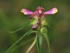 Melampyrum cristatus.jpeg