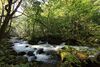 Oirase Stream 川(かわ).jpg