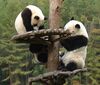 Panda3.jpg