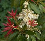Pieris forest flame A.jpg