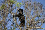 SlothBearTree.jpg