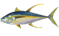 Thunnus albacares.png