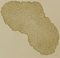 Trichoplax mic.jpg