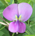 Wild Vigna unguiculata (6930710935).jpg