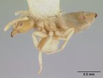 Arnoldius flavus casent0178491 profile 1.jpg