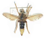 Asiluscrabroniformis.JPG