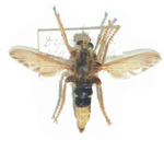 Asiluscrabroniformis.JPG