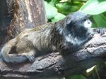 Black-mantled-Tamarin-ZOO-Jihlava.jpg