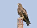 Black Kite I2 IMG 0992.jpg