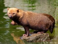 Bush dog at Chester Zoo 1.jpg