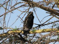 Buteo augur Arusha National Park.jpg