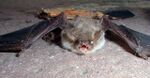 Chiroptera 02.jpg