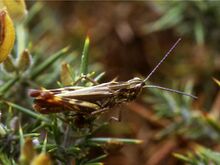 Chorthippus binotatus male.jpg