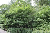 Crataegus monogyna at Second Verkhny Mikhaylovsky Passage 03.jpg