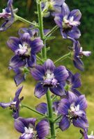 Delphinium staphisagria 3.jpg