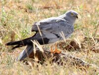 Flickr - don macauley - Bird 015.jpg