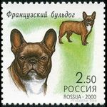French-Builldog-Canis-lupus-familiaris.jpg