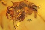 GPIH-BE4505 Eocenomyrma elegantula.jpg