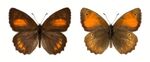 Kirinia climene male.jpg