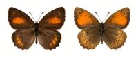 Kirinia climene male.jpg