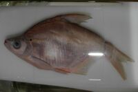 Megalobrama terminalis.jpg