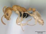 Monomorium robertsoni casent0077935 profile 1.jpg