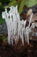 Monotropa uniflora buds.jpg
