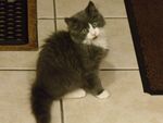 Norwegian Forest Cat Kitten (3 months).JPG