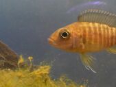 Peacock cichlid (female).jpg