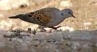 Streptopelia turtur Pinares de Rostrogordo.jpg