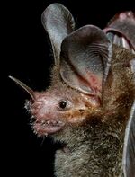 Trachops cirrhosus.jpg