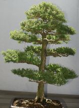 Tsuga diversifolia 0zz.jpg