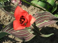Tulipa greigii 9.jpg