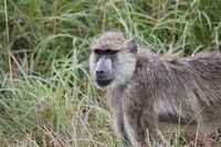 Yellow Baboon - Mikumi National Park.jpg
