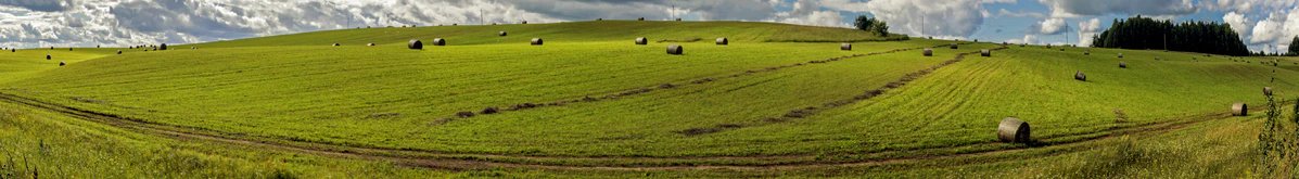 Поле в Белохолуницком районе, август 2017 года