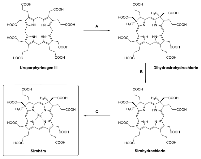 Biosynthesis Siroheme.svg