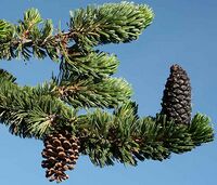 BristleConeBranch.jpg