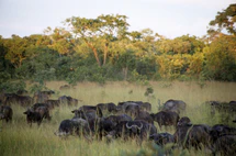 Buffalo herd in Kasungu National Park.jpg