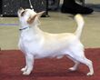 Chihuahua Lahti CACIB 2014.JPG