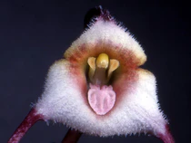 Dracula sergioi Orchi 20.jpg