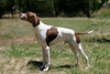 English pointer.jpg