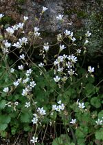 Flower March 2010-1.jpg