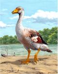 Garganornis ballmanni (reconstruction by Stefano Maugeri).jpg