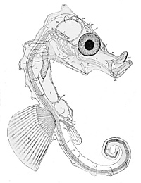 Hippocampus hippocampus.jpg