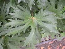 Ligularia przewalskii 2.jpg