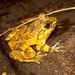 Mantidactylus grandidieri01.jpg