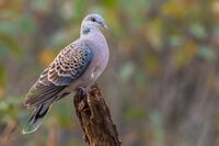 Oriental Turtle Dove.jpg
