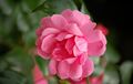 Pink Meilove (Meilland 2007).jpg