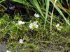 Ranunculus circinatus LC0078.jpg