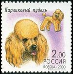 Toy-Poodle-Canis-lupus-familiaris.jpg